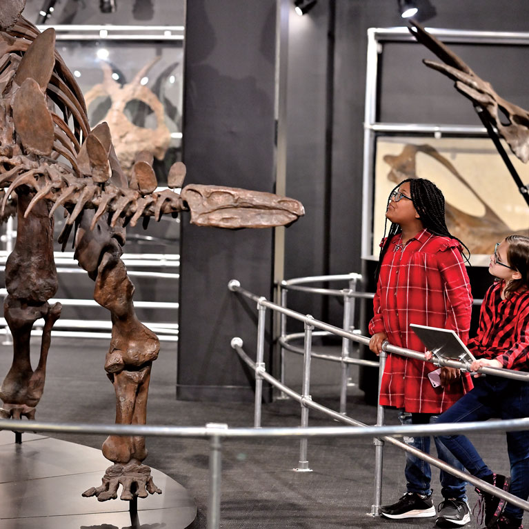 Marvel at full-size dino skeletons in the Dinosaur Gallery.
