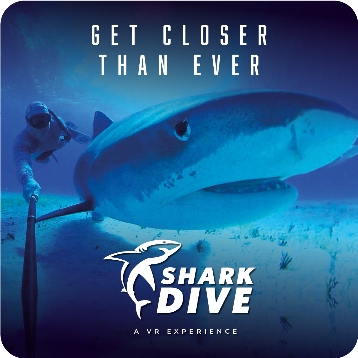 Shark Dive