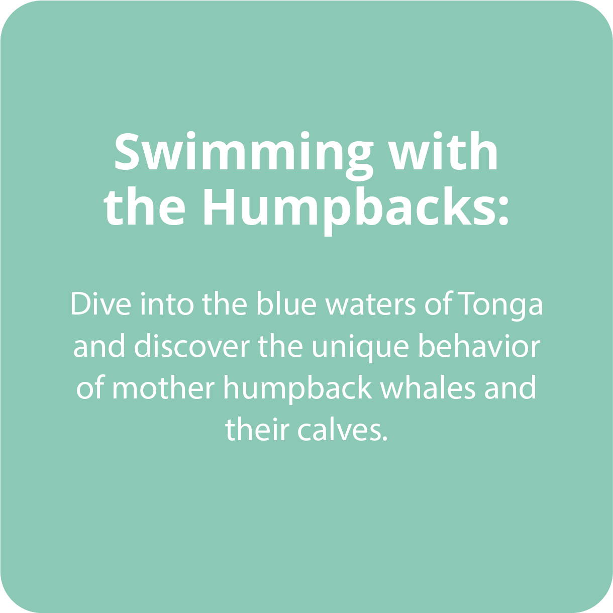 Dive into the blue waters of Tonga and discover the unique behavior of mother humpback whales and their calves