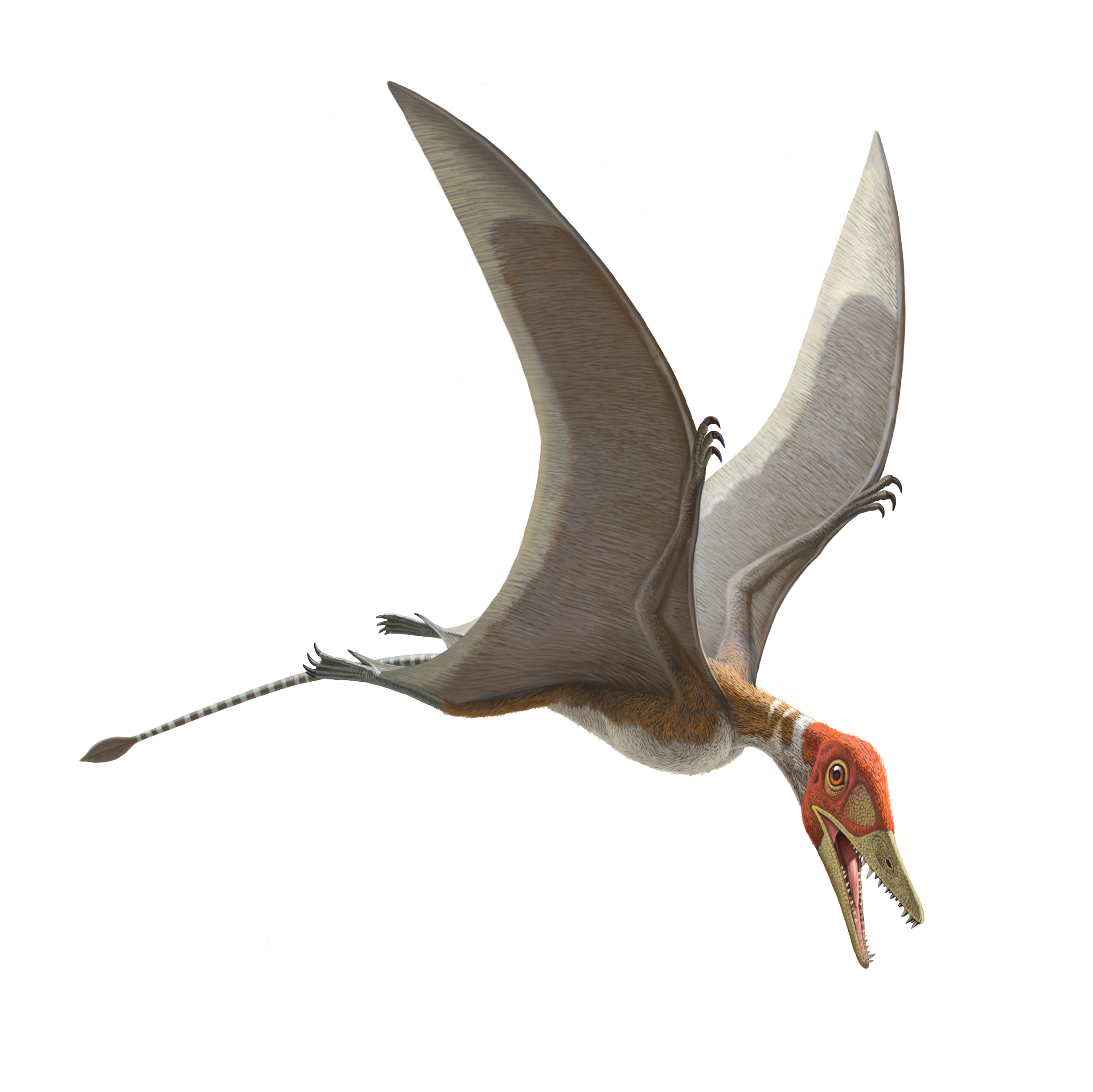 Dinosaur: Pterodactyl. /Na Restoration Of A Long-Tailed