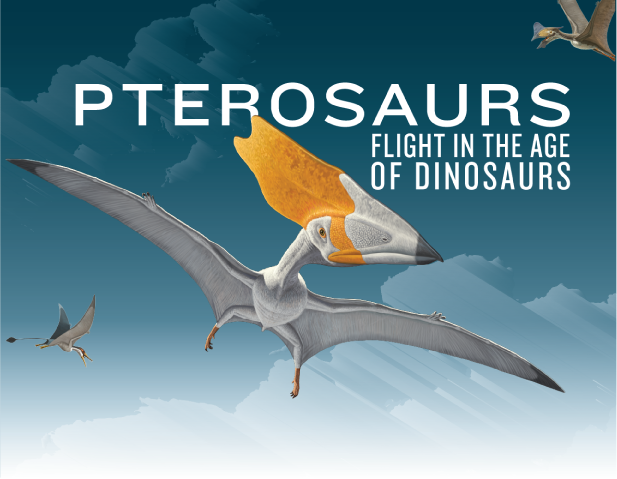 New species of pterodactyl dinosaur size of a small plane has been
