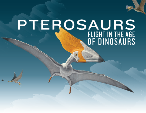 Science: evidence is intelligence - Jet-Size Pterosaurs Took Off